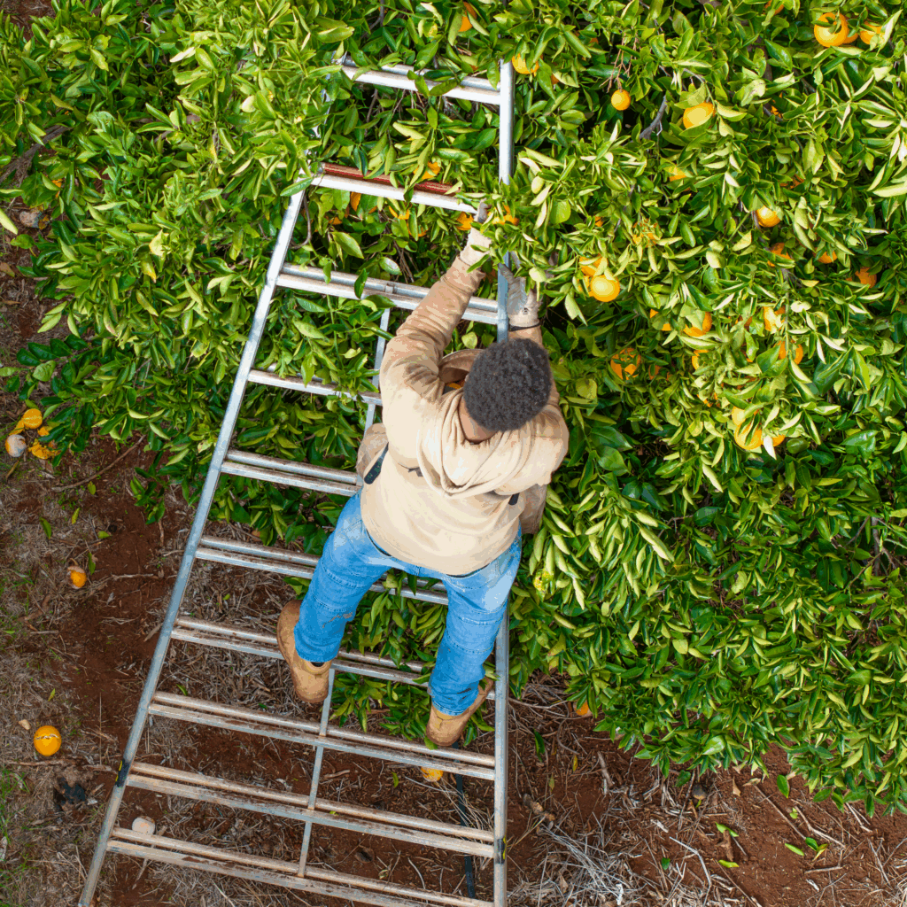 aim-citrus-bow-picking-ladder