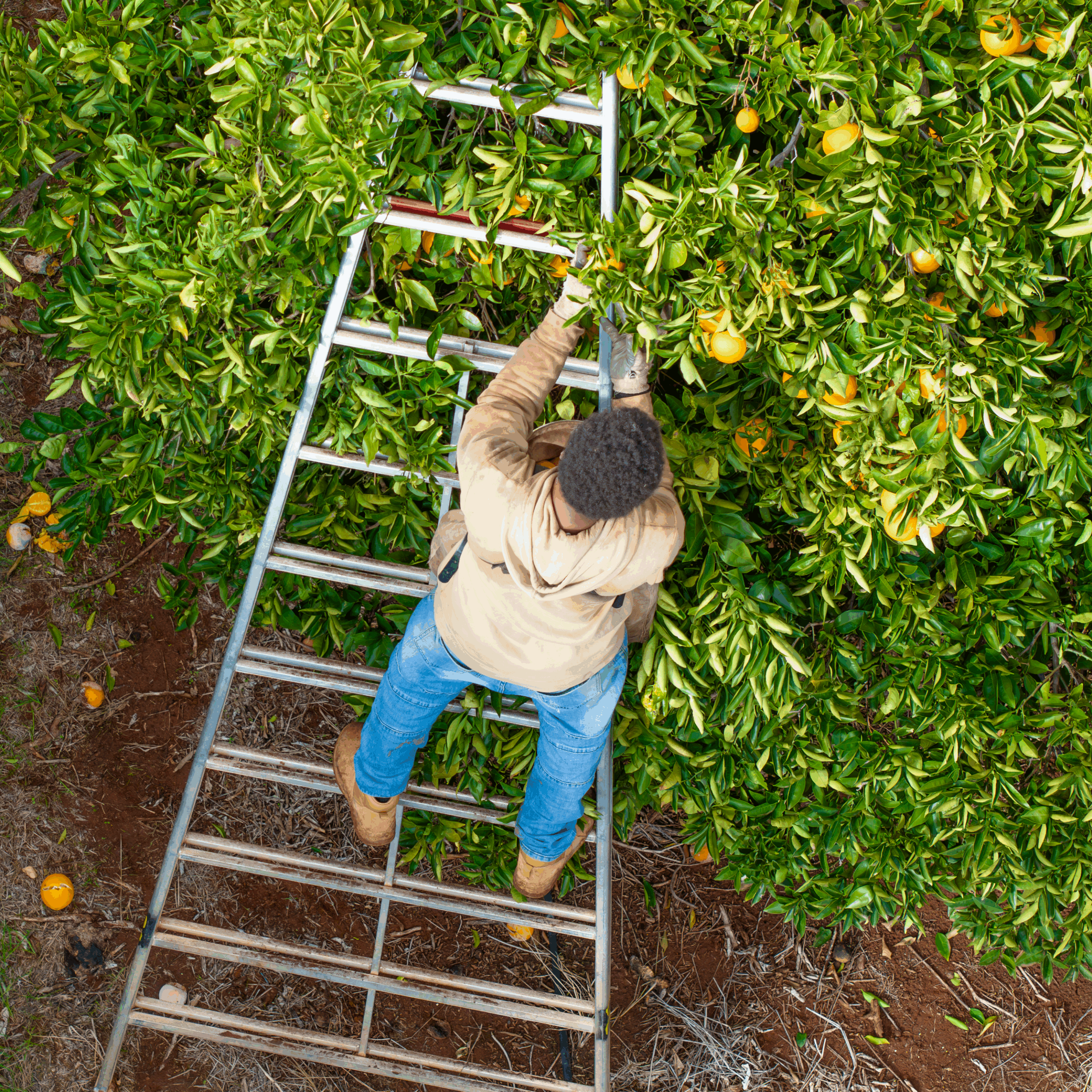 aim-citrus-bow-picking-ladder