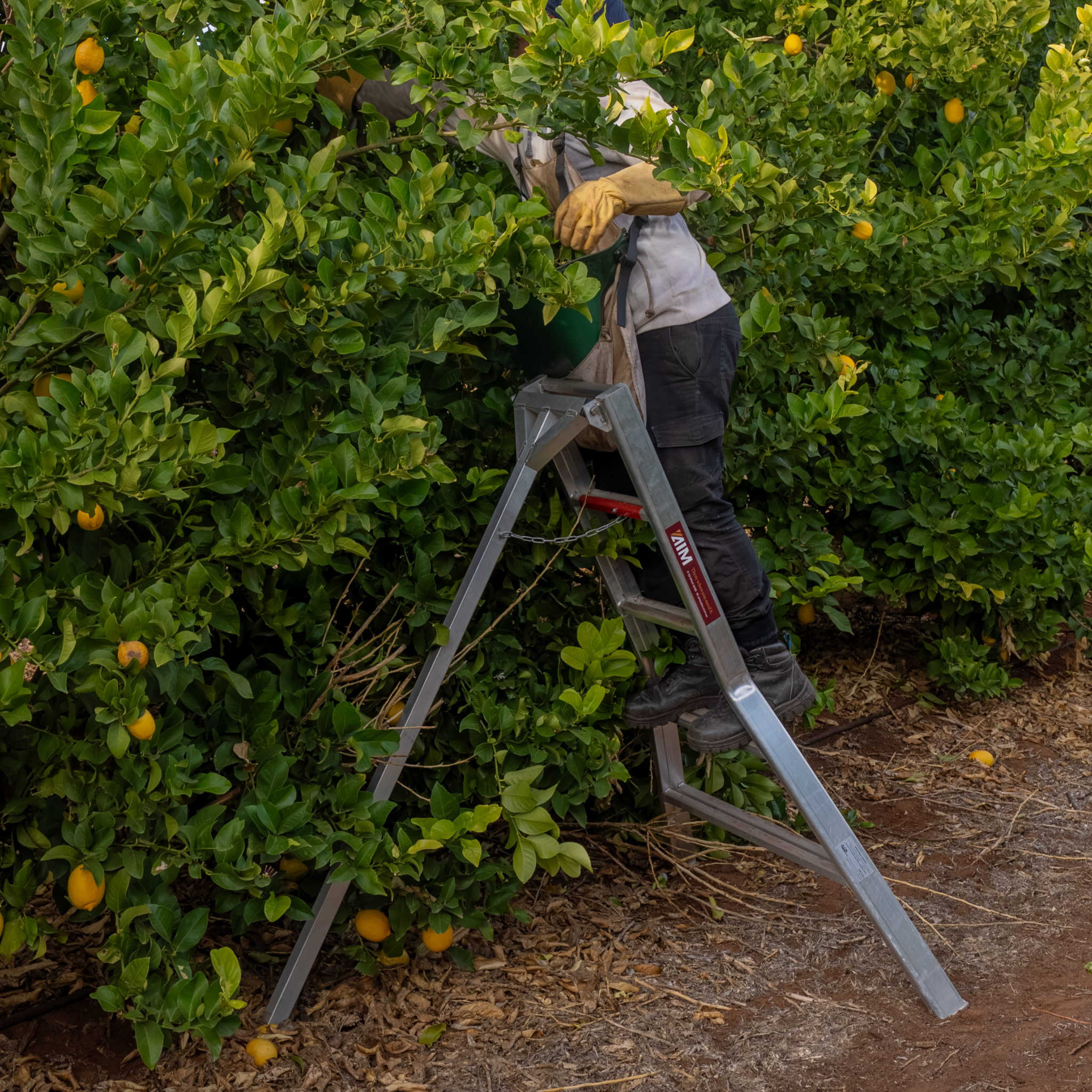 aim-tripod-orchard-ladder