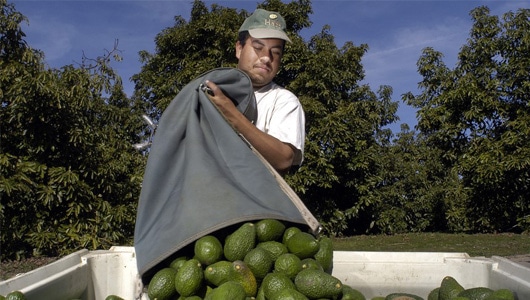 Avocado-5-Picking-Bags
