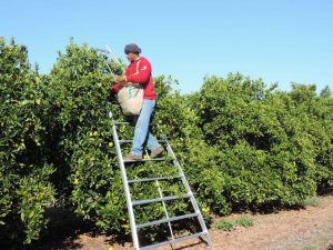 orchard ladder