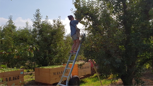 FruitandVeg-4-Tripod-Picking-Ladders