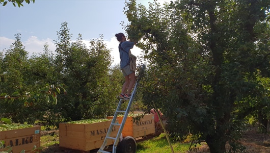 Stonefruit-4-Tripod-Picking-Ladders
