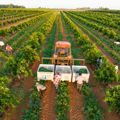 AIM BIN Viniculture