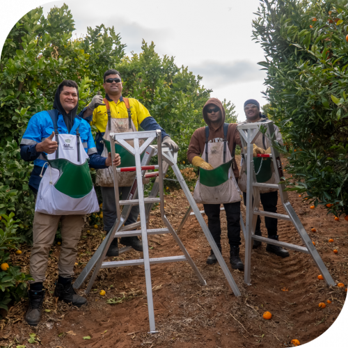 happy-pickers-using-aim-ladders